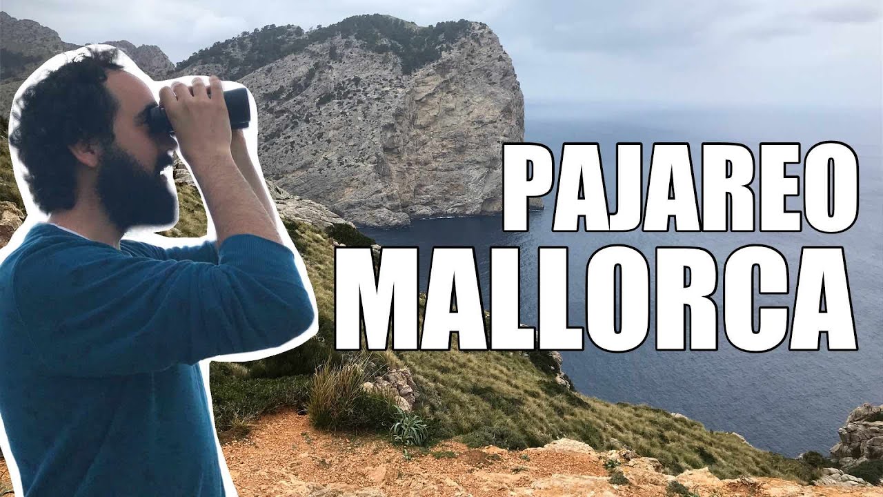 PAJAREO MALLORQUEÑO | Observación de aves en la isla de Mallorca, Baleares