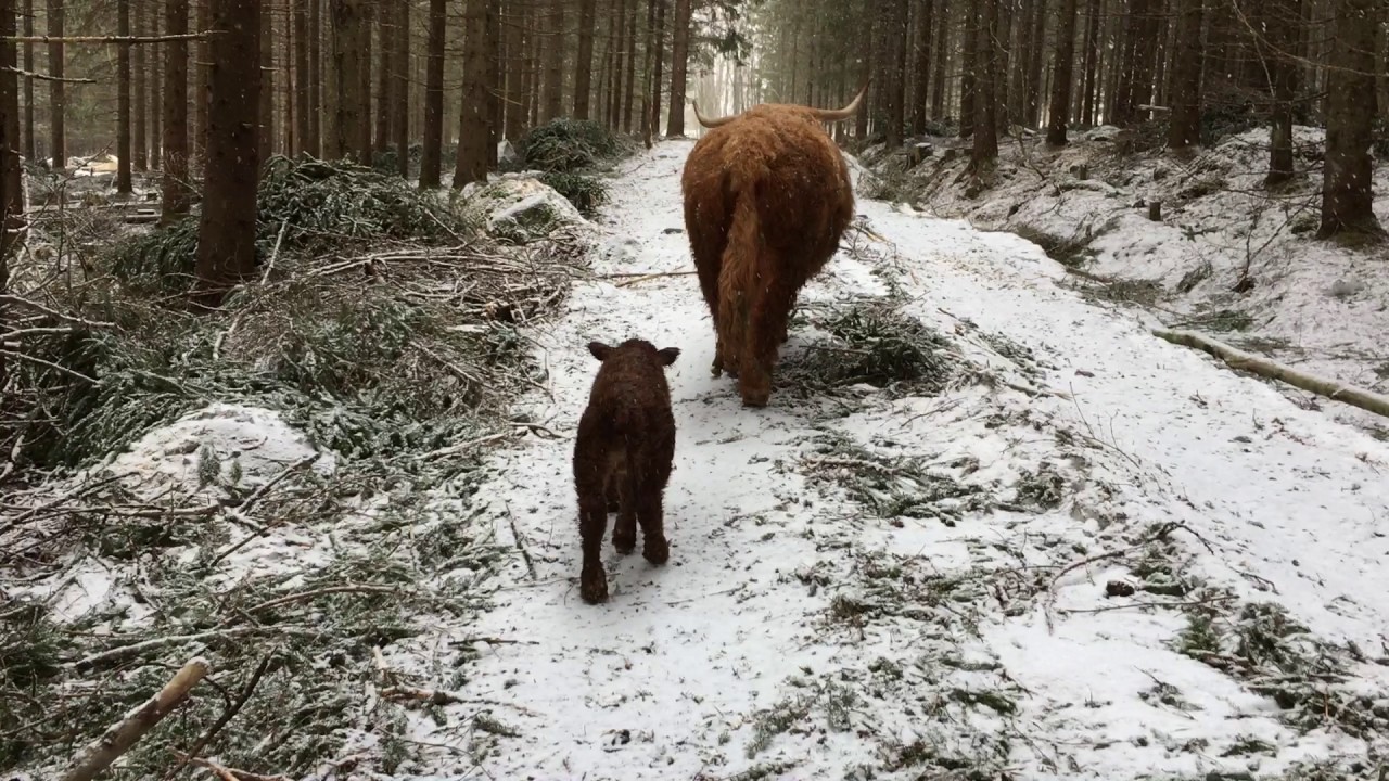 Scottish Highland Cattle In Finland: A couple hours old newborn calf walking home with mum