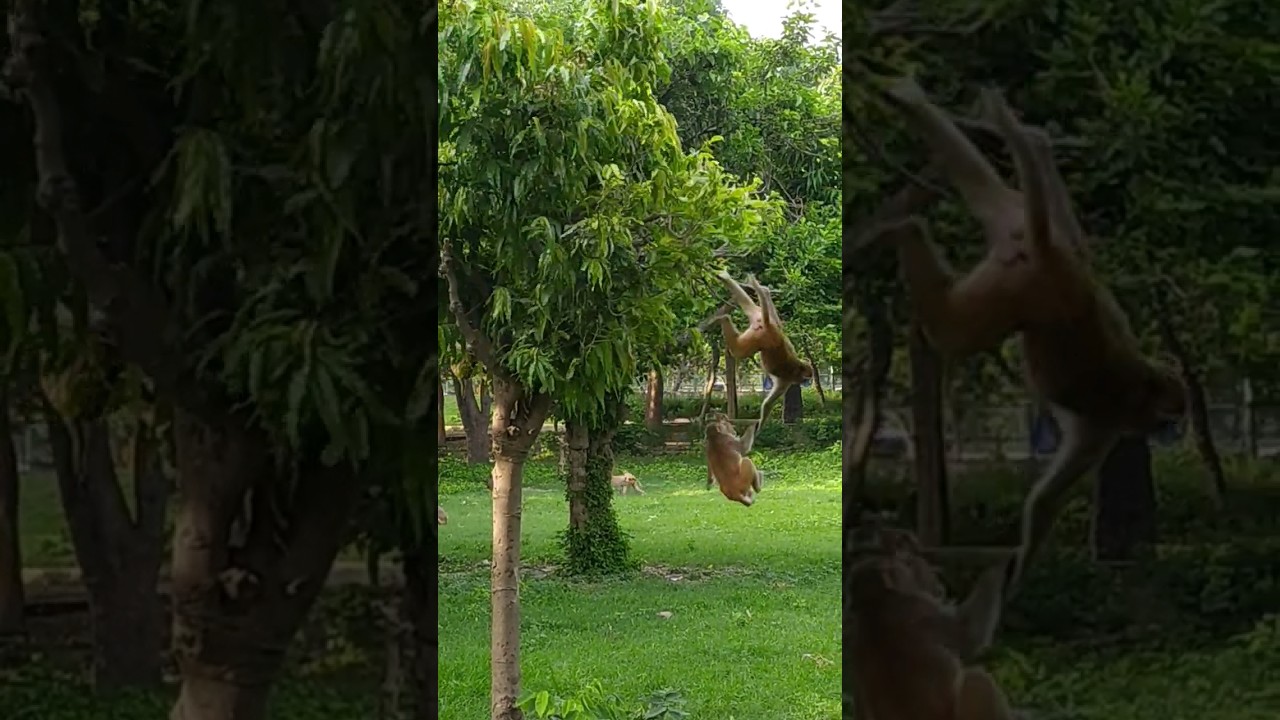 #monkey style #action #animal #funny @sharkshock-ru6yo