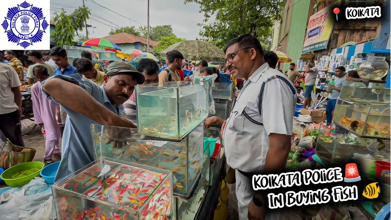 Fish Market | Galiff Street Fish Market Kolkata | Cheap Price | Recent Aquarium Fish Price Update