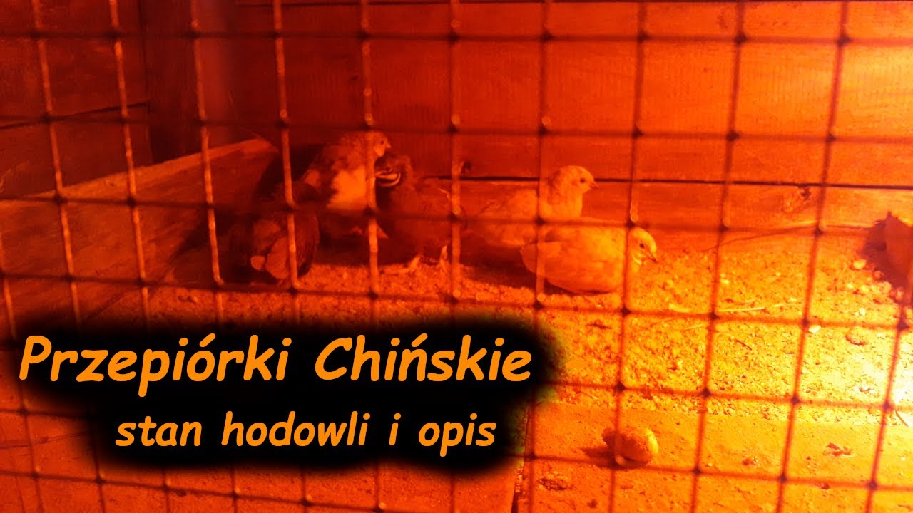 Przepi&oacute;rka Chińska - Co tam u nich 🤔😏🐔