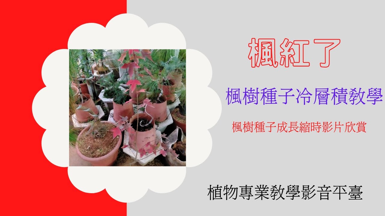 園藝:植物冷層積教學.楓樹培育.青楓成長縮時影片欣賞.