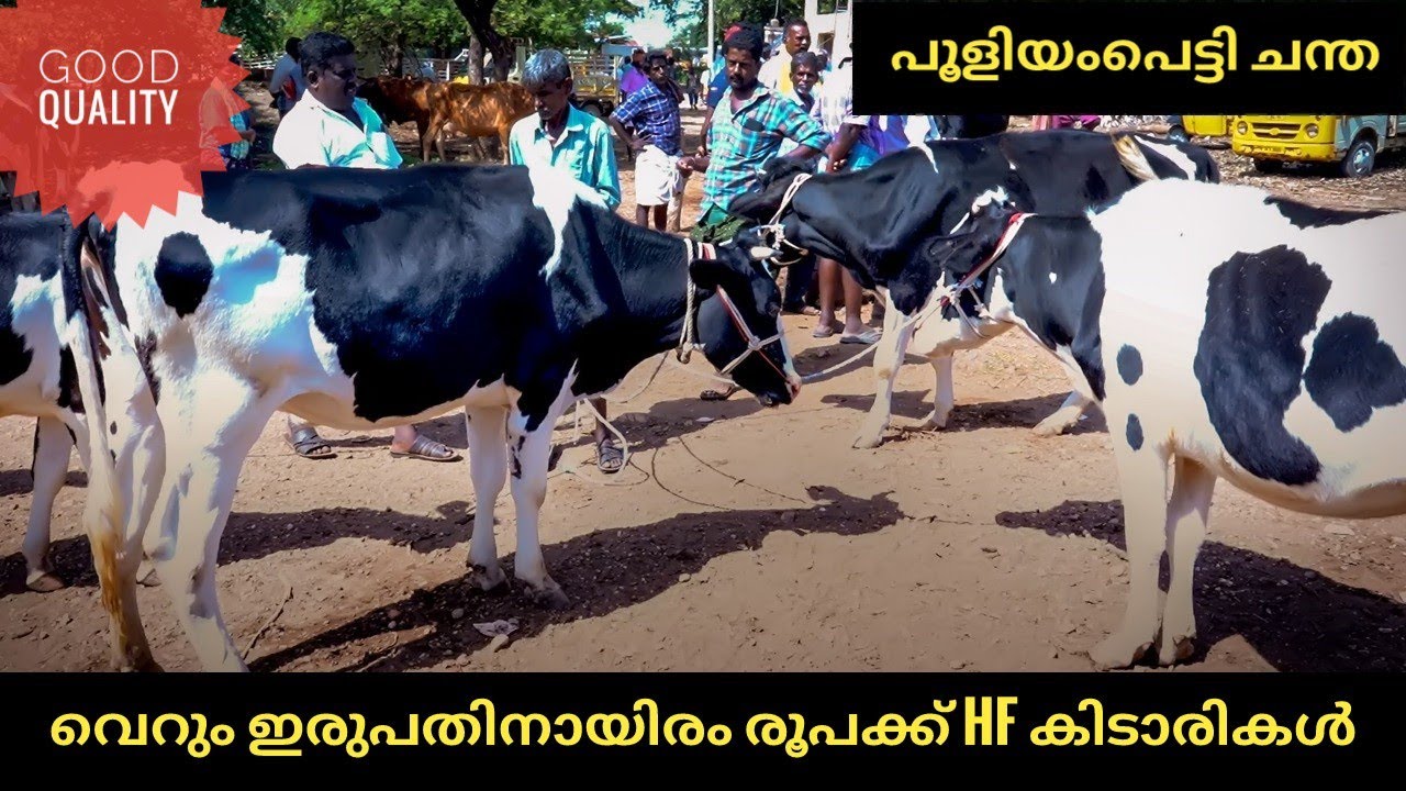 വൻ വിലക്കുറവിൽ hf കിടാരികൾ 😍 | pooliyampetti cow market #youtube #india #cowmarket #cow #hfcow #fm