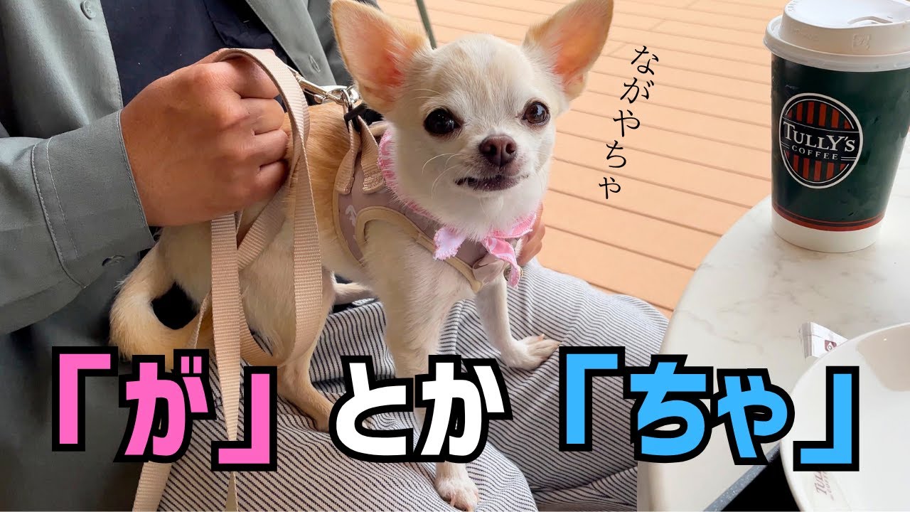 チワワのおしゃべりが「が」とか「ちゃ」でも理解できますか？朝活でモーニングとお散歩【タリーズコーヒー高岡おとぎの森公園店】