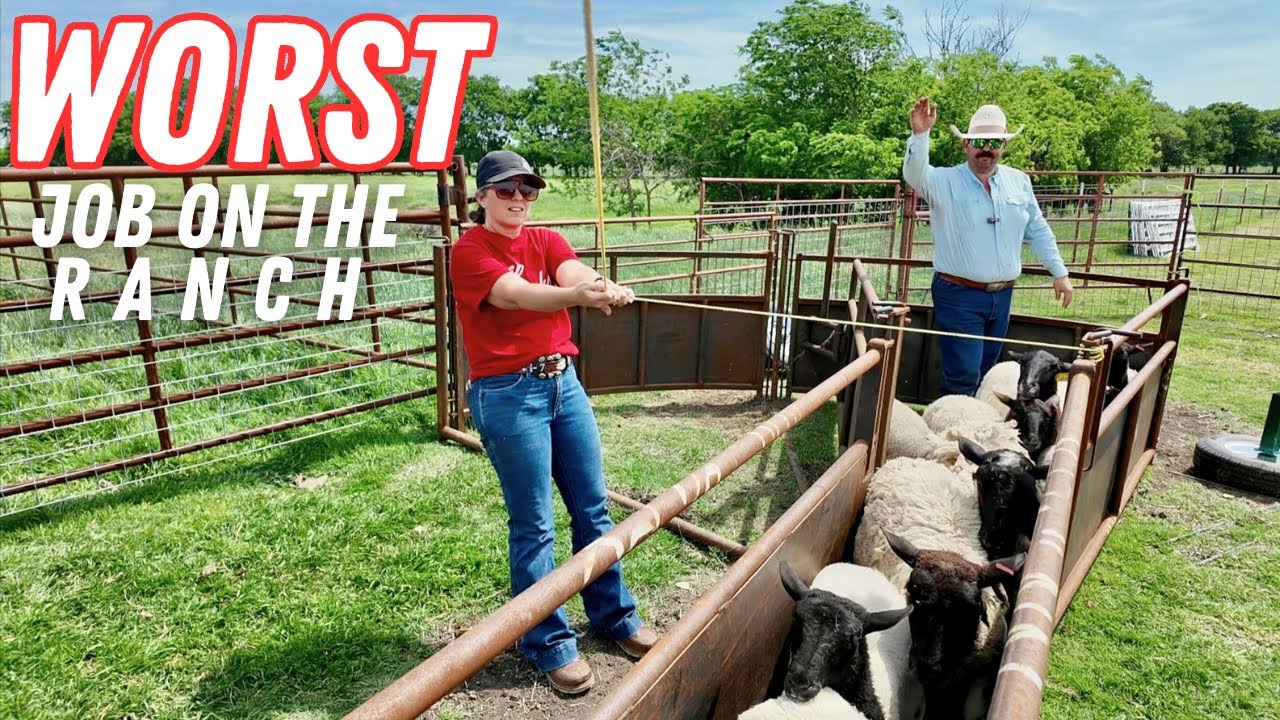The Absolute Worst Job On The Ranch
