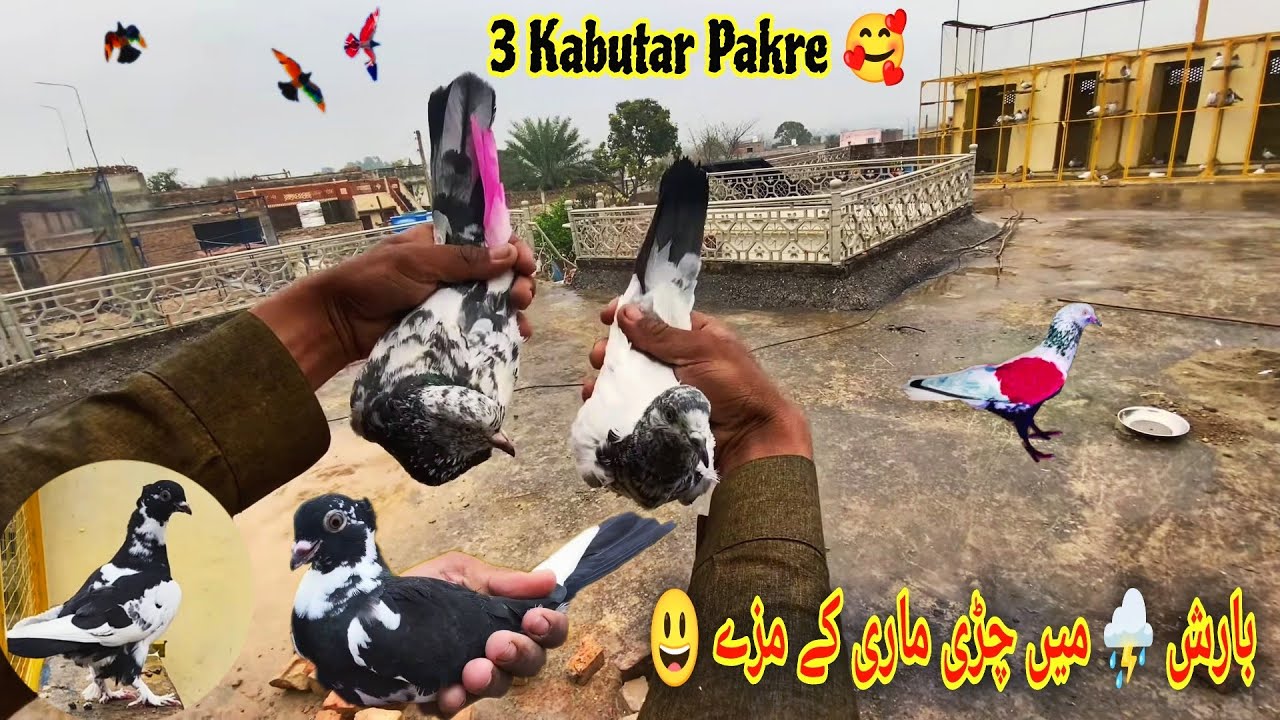Barish ⛈️ Me 3 Kabutar Pakar Liye 🥰 گاؤں میں کبوتر بازی کے مزے ہیں 😘