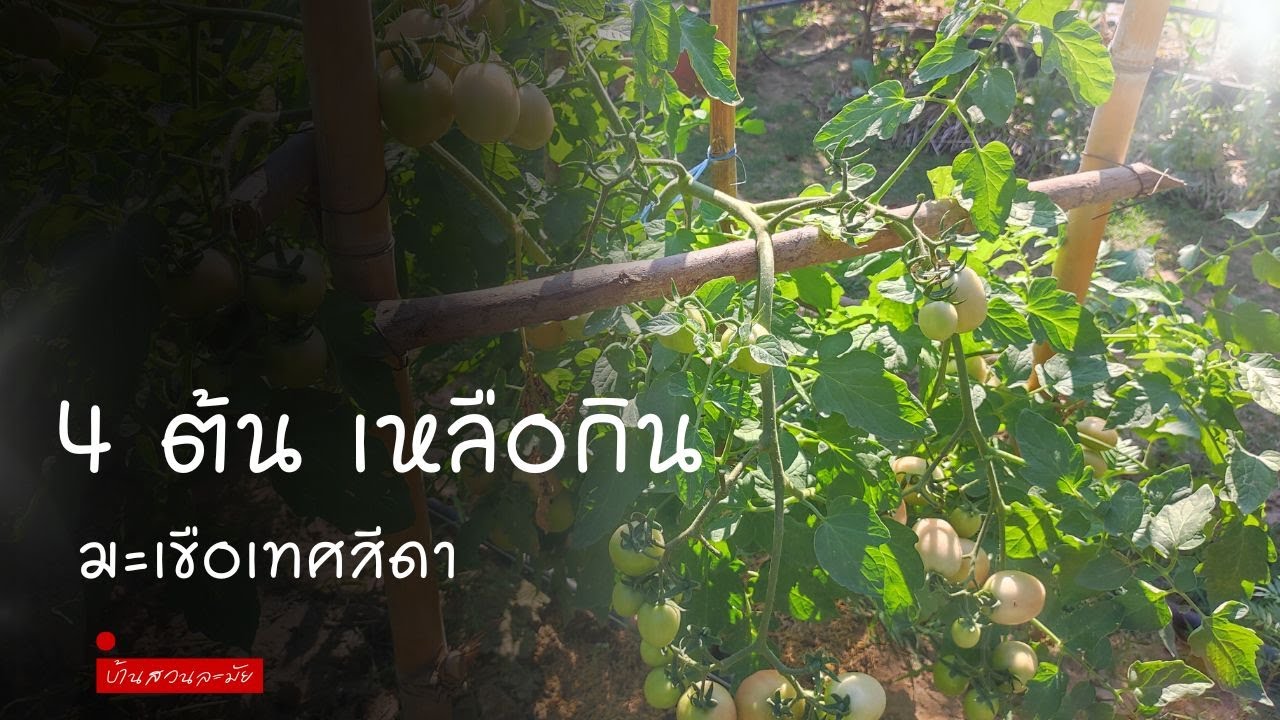 เพียงแค่ปลูก... ก็มีกิน  มะเขือเทศ