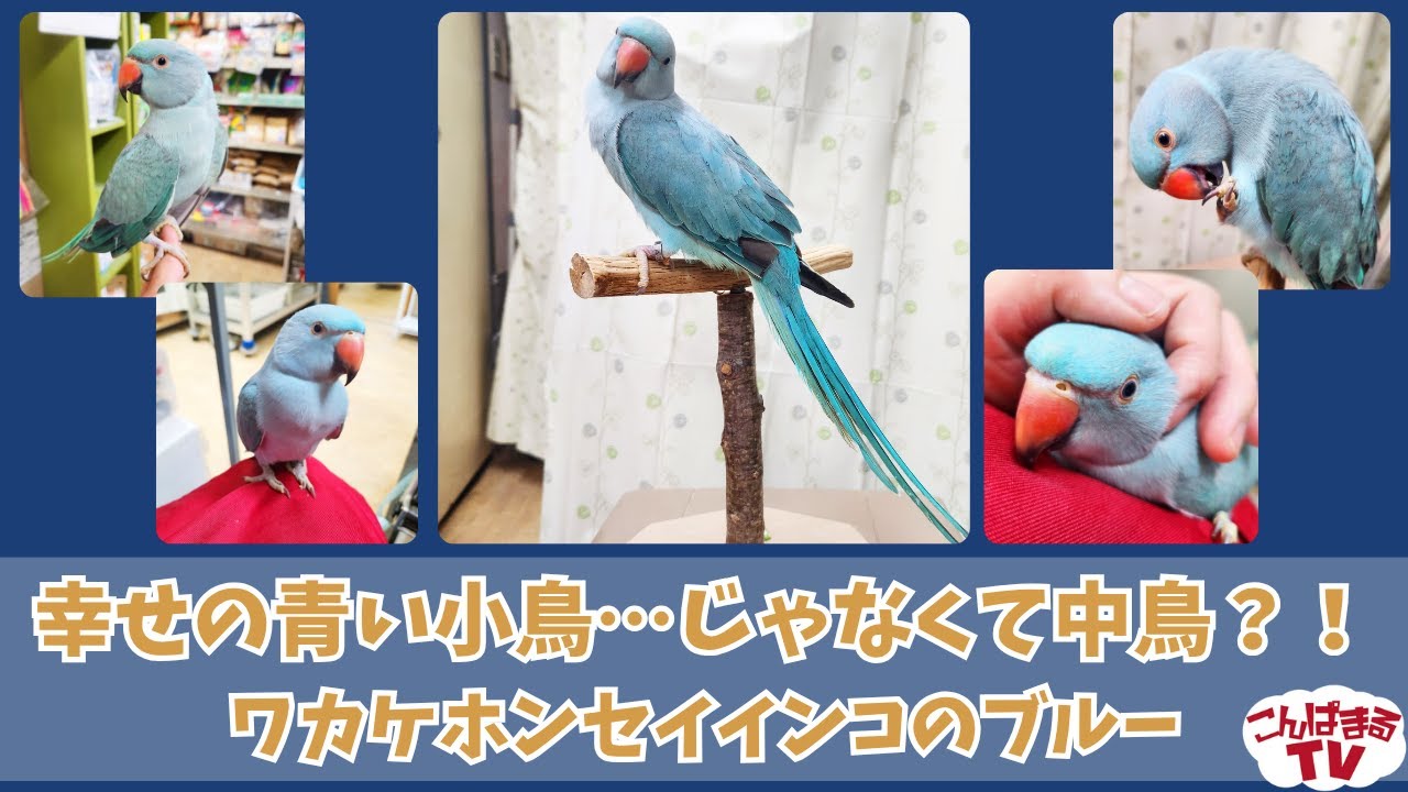 【こんぱまるTV】池袋店　#25　幸せの青い小鳥…じゃなくて中鳥？！ワカケホンセイインコのブルー