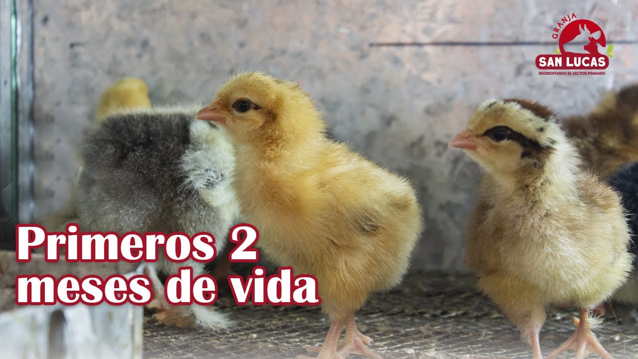 Cuidados y atenciones de pollitos | Nacimiento y primeros meses de vida | Granja San Lucas