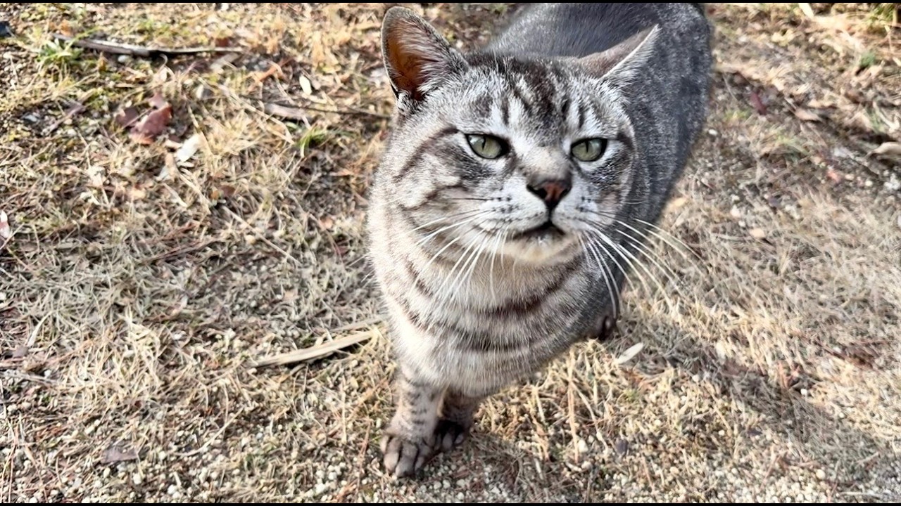 撫でた貰ったお礼返しのサバトラ猫ちゃんなんて可愛い笑顔でしょ