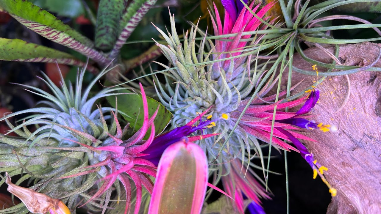 Pollinating Tillandsia ionantha | Air Plant Pollination