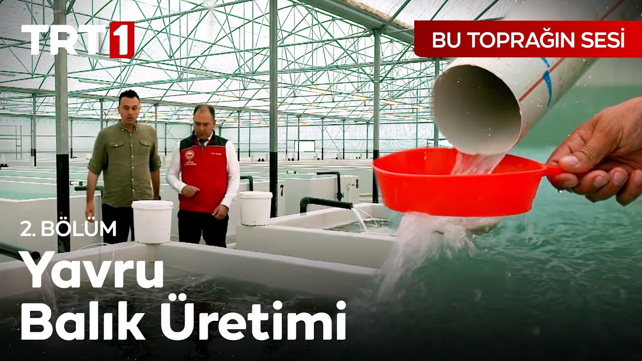 Kuluçkahanede Yavru Balık Üretimini Görüntüledik - Bu Toprağın Sesi 2. Bölüm