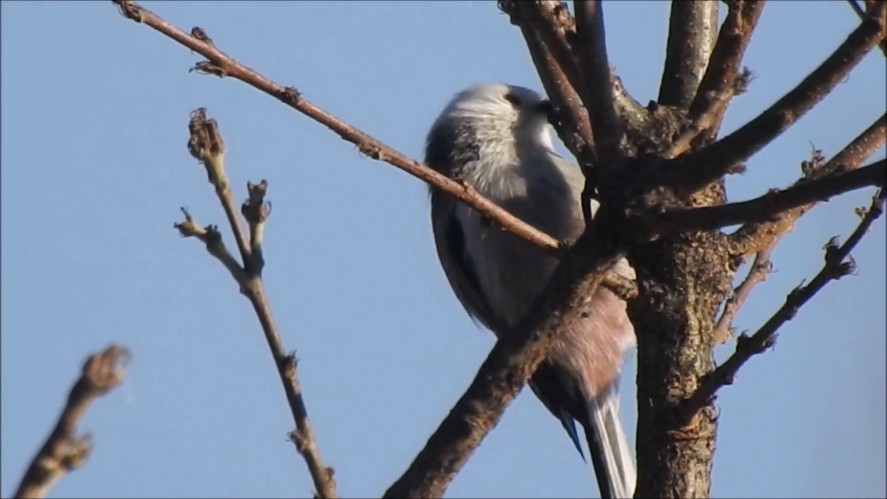 Pitigoi codat, Aegithalos caudatus, Long-tailed Tit