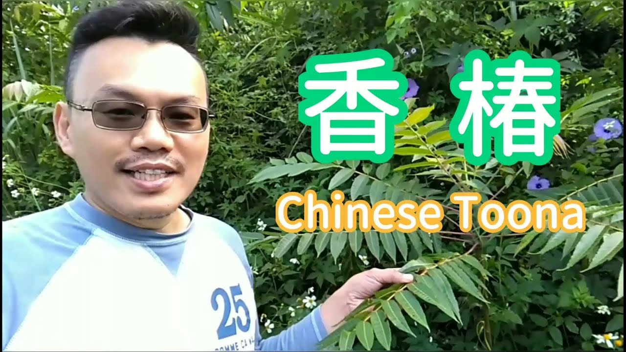 【香椿】香氣濃郁、營養價值高又超級好種的 (包含木本植物矮化)