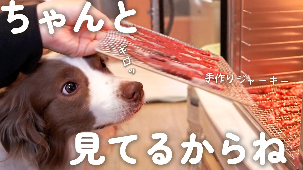 手作りおやつが楽しみすぎて監督をするボーダーコリーが可愛いすぎる...♡