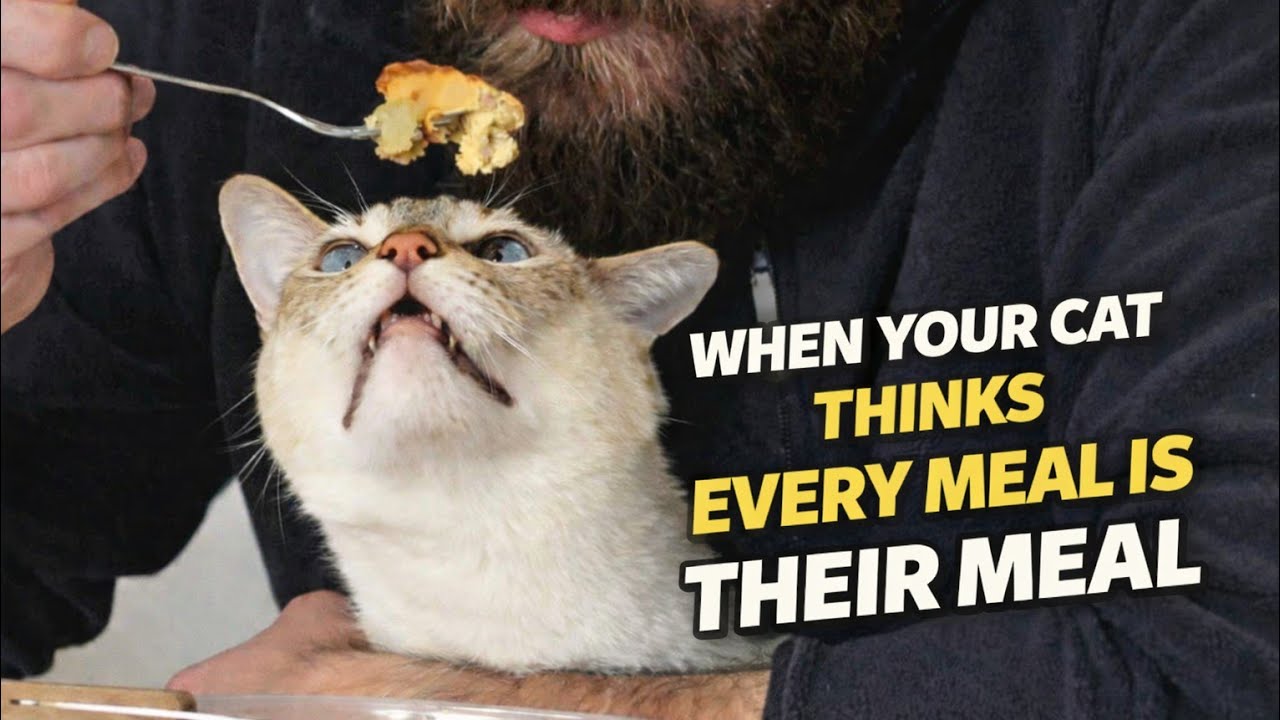 Cat Is Personally Offended He’s Not Sharing His Food 😭