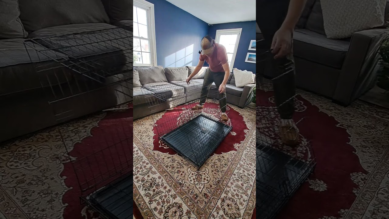 Большинство людей неправильно складывают клетки для собак 