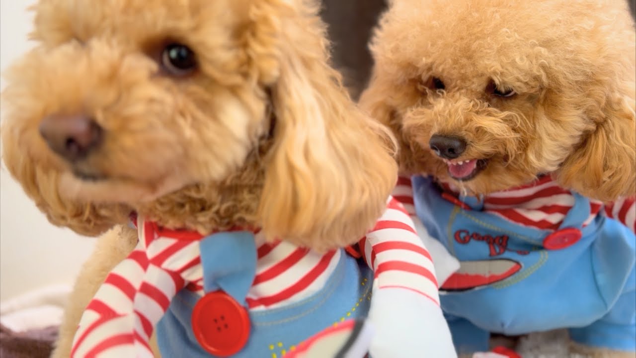 リアルチャッキーと言われる犬に服着せてみた【ハロウィン】