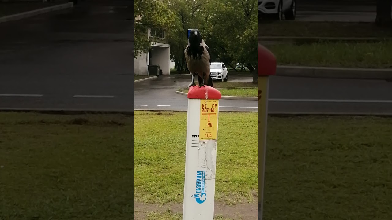 Ворона из Газпрома / Crow hired by Gazprom