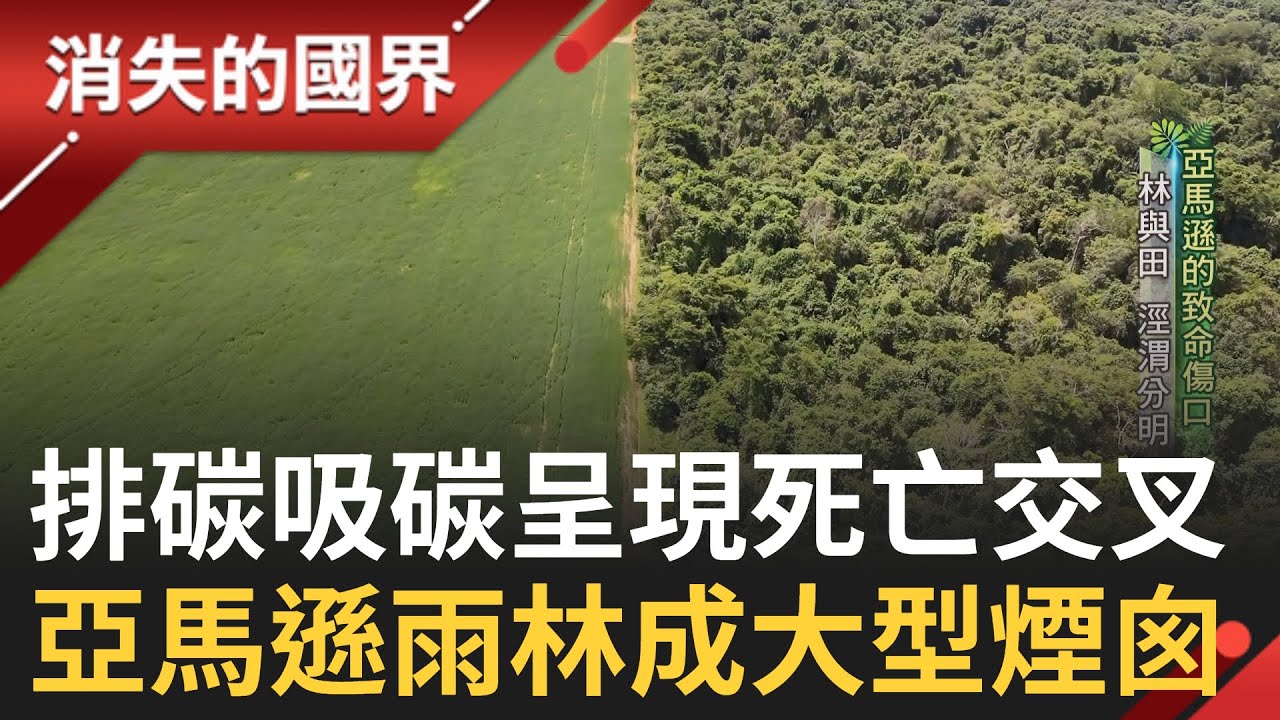 SUB｜地球之肺已成為過去式? 亞馬遜雨林淪為排放溫室氣體大型煙囪 牧牛種豆的環境代價 樹雖屹立卻已死亡 雨林成牧場再變沙漠│記者 黃家緯 曾建勳│【消失的國界】20230721│三立新聞台