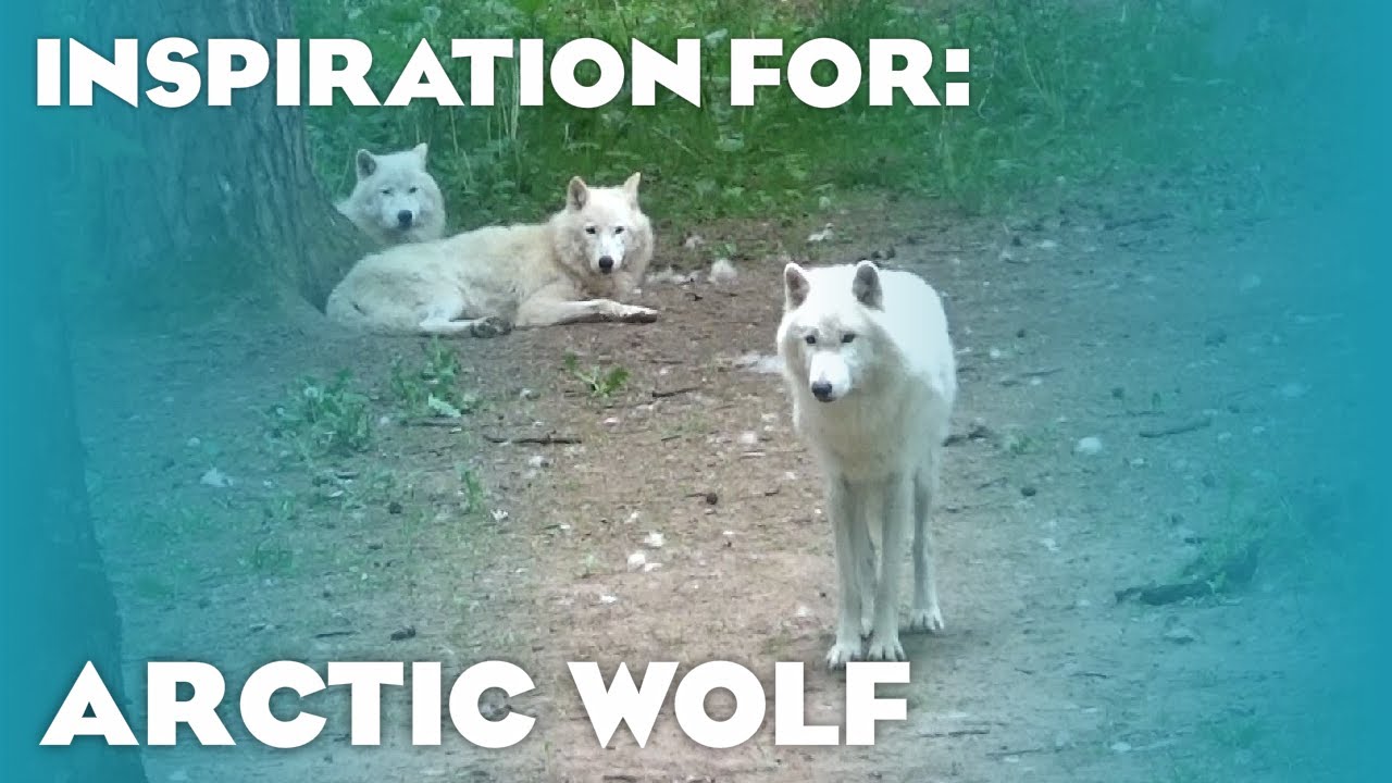 8 Real Arctic Wolf Habitats! (Planet Zoo Inspiration)