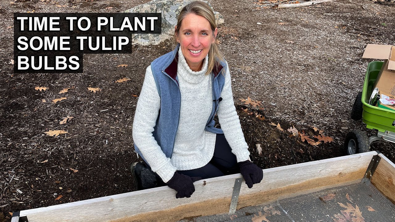 Planting Tulips in Fall | Planting Trick to Deter Garden Pests
