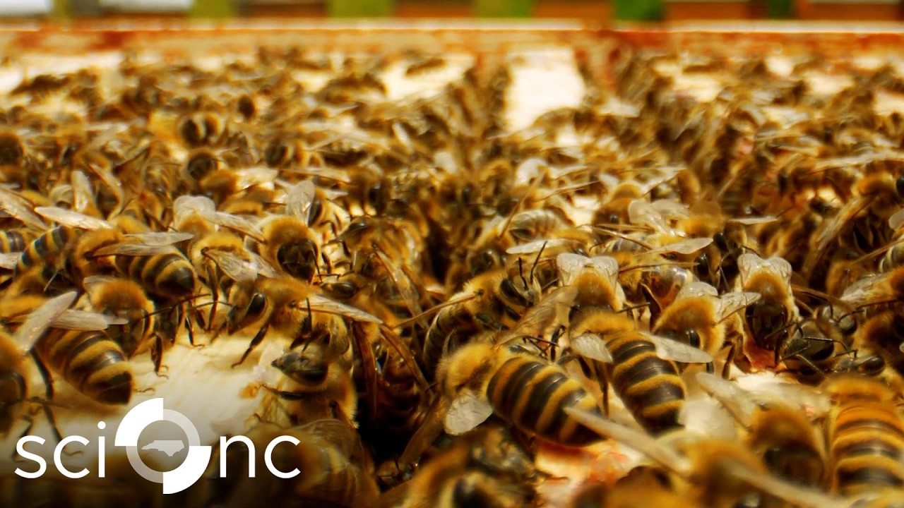 What's killing the bees — and who's fighting back