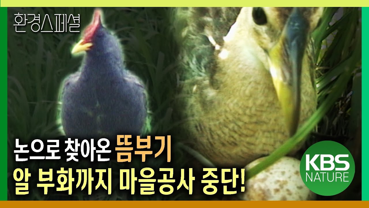 논으로 찾아온 뜸부기, 알 부화를 위해 마을공사 중단! [환경스페셜-설기획 뜸부기를 찾아서] / KBS 20030129 방송