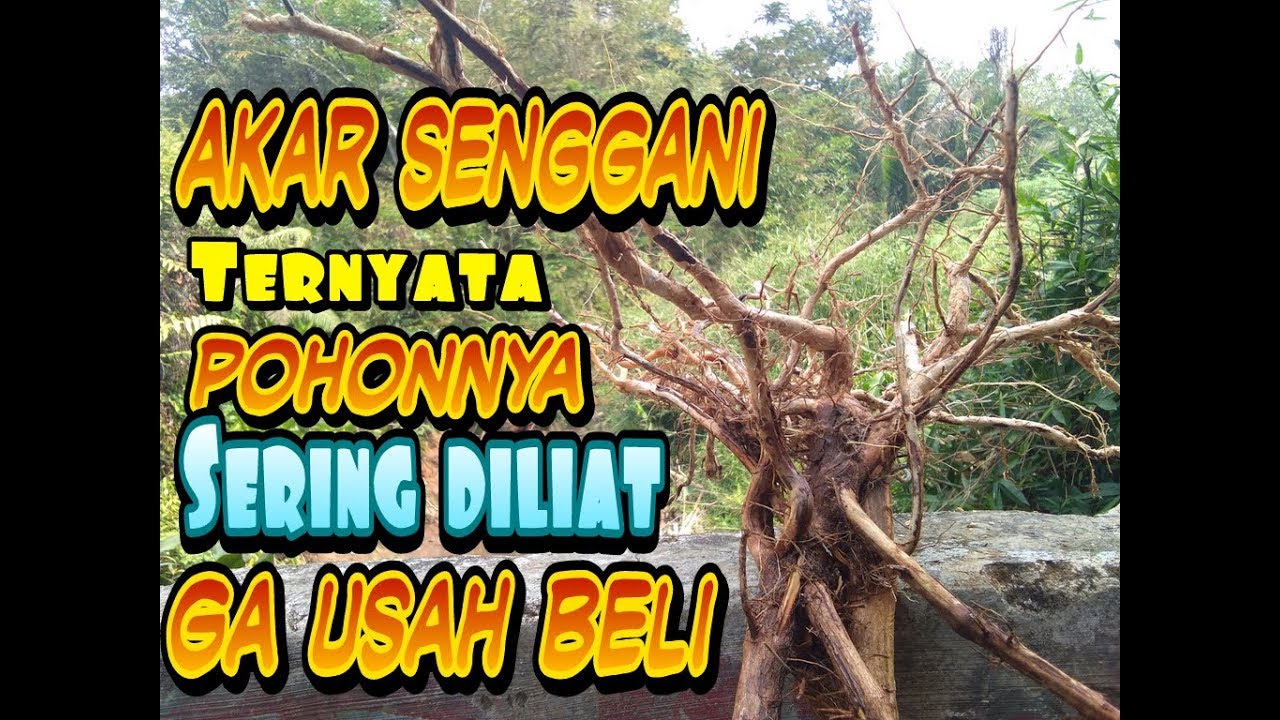 CARA GRATIS MENGHIAS AQUARIUM PAKAI AKAR SENGGANI