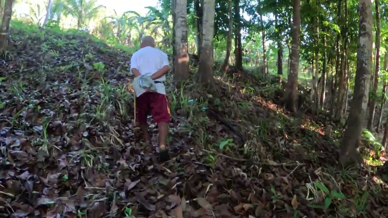WALK TOUR / COCONUT FARM LAND WITH FATHER / BELWANG LUPI CAMARINES SUR PHILIPPINES