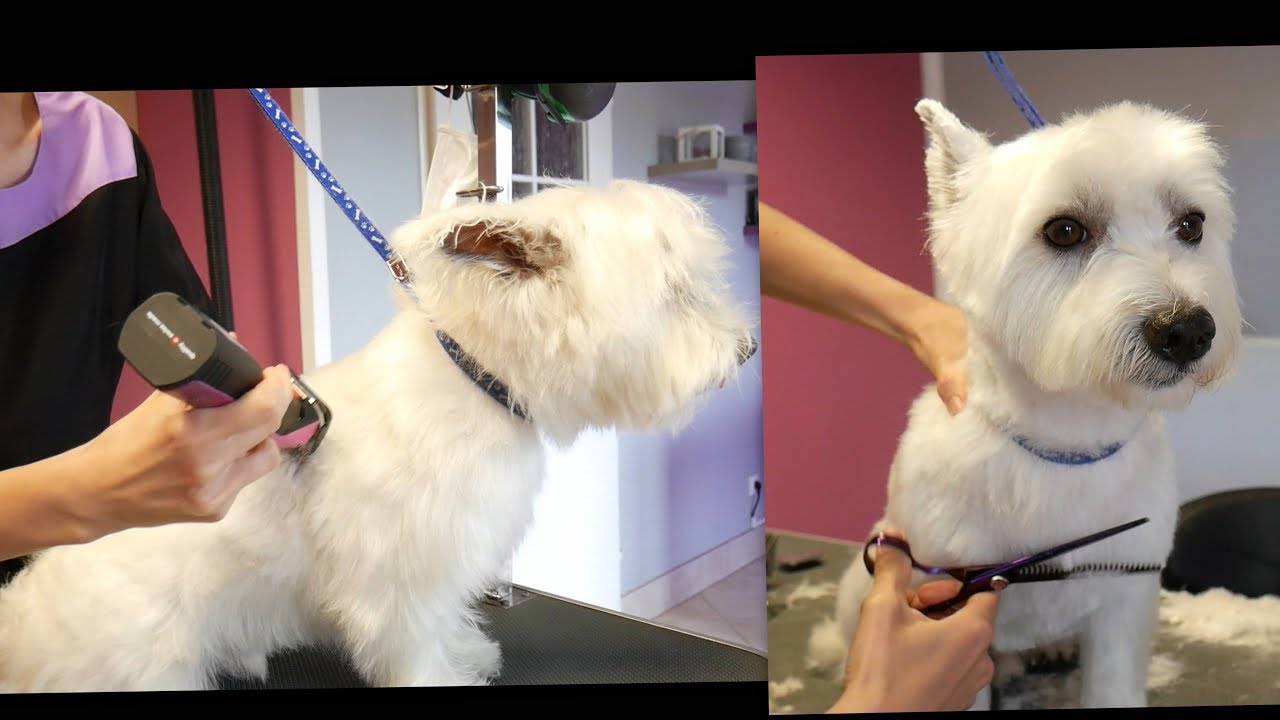 PetGroooming - Grooming Westie Mix #75