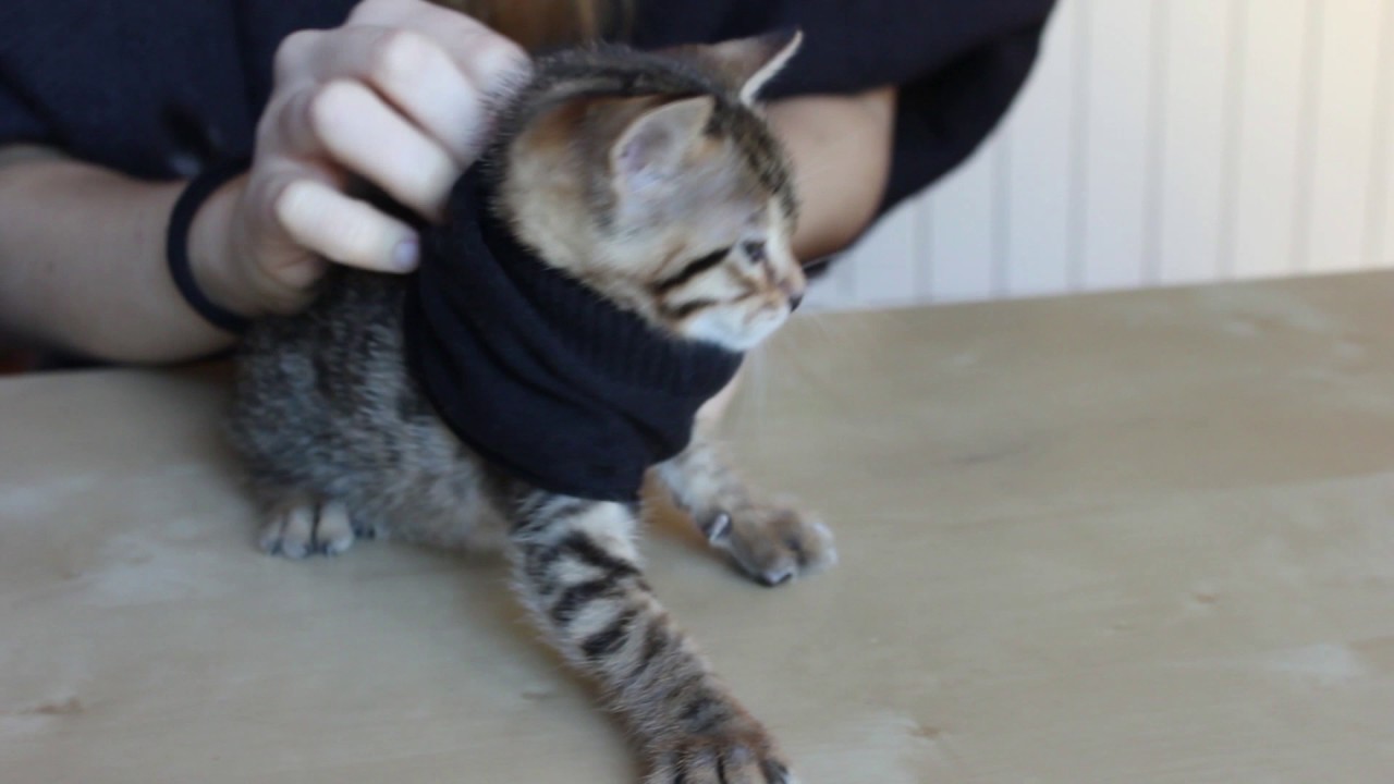 DIY - Cat Sweater