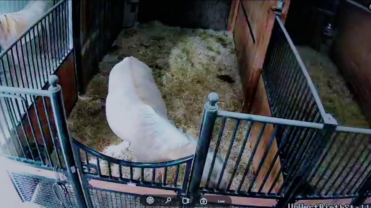 Foal Watch Live Stream 02.19.2026