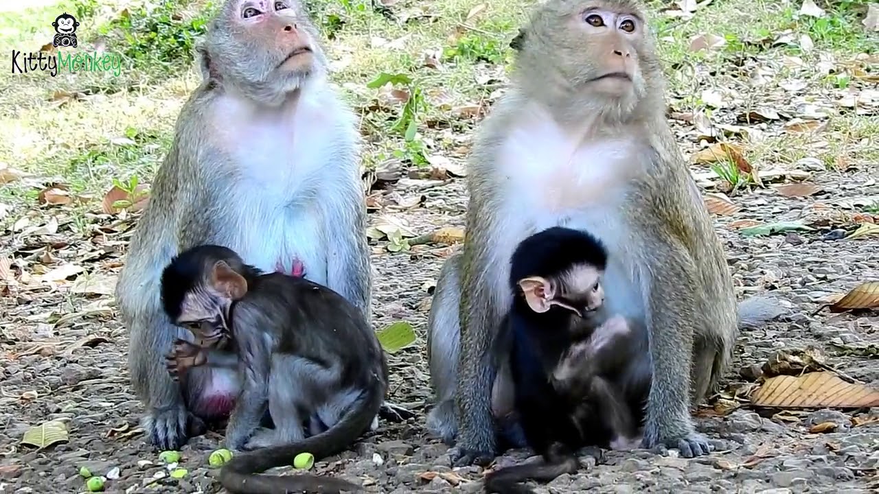 Why female monkey Rossa want bite Jane,Mom Jane and Tarzanna so scare