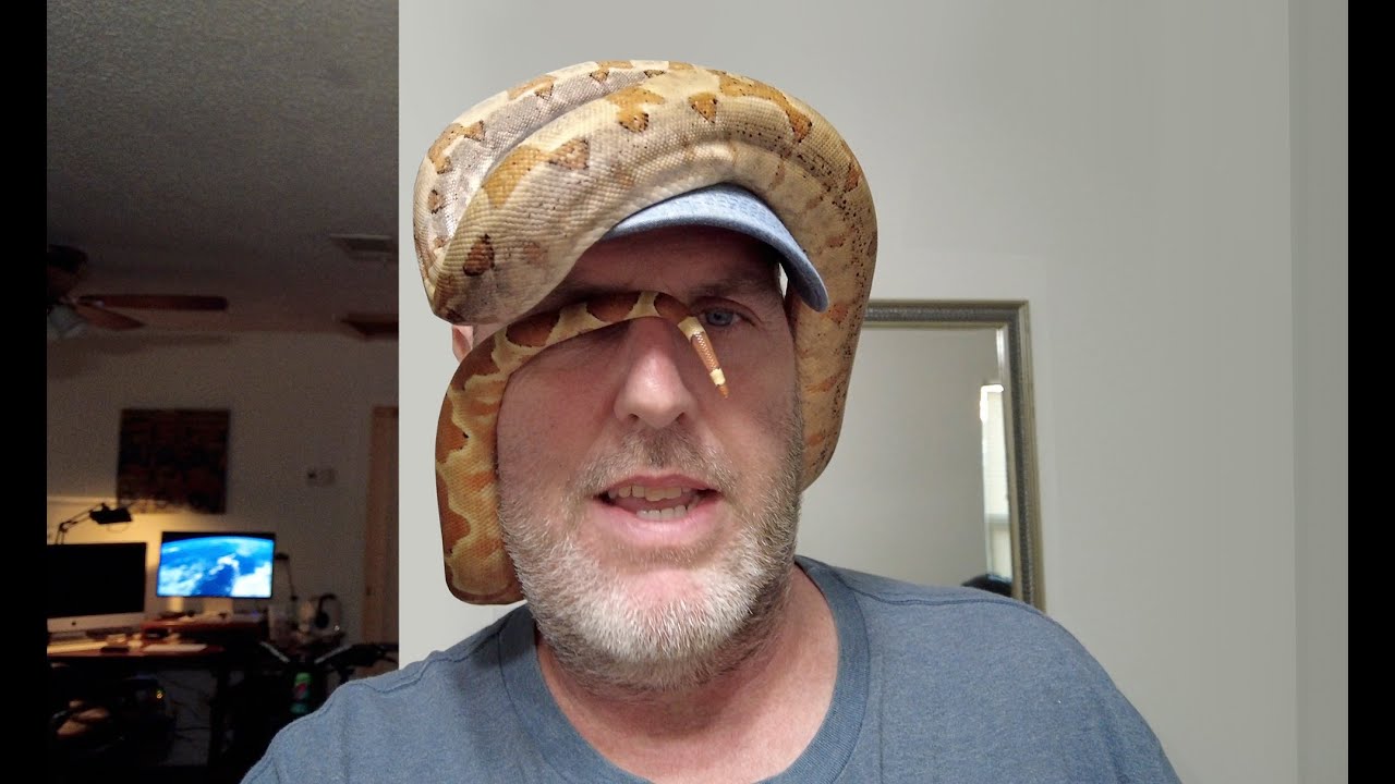 Dwarf Hypo Boa constrictor video, how's Leo doing Nov 6th? 