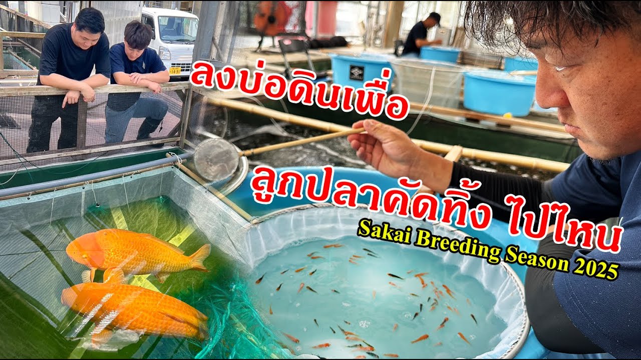 ปลาคัดทิ้งไปไหน? ทำไมต้องเลี้ยงบ่อดิน? เพาะพันธุ์ปลาคาร์พญี่ปุ่น Sakai Breeding Season 2025 EP:3