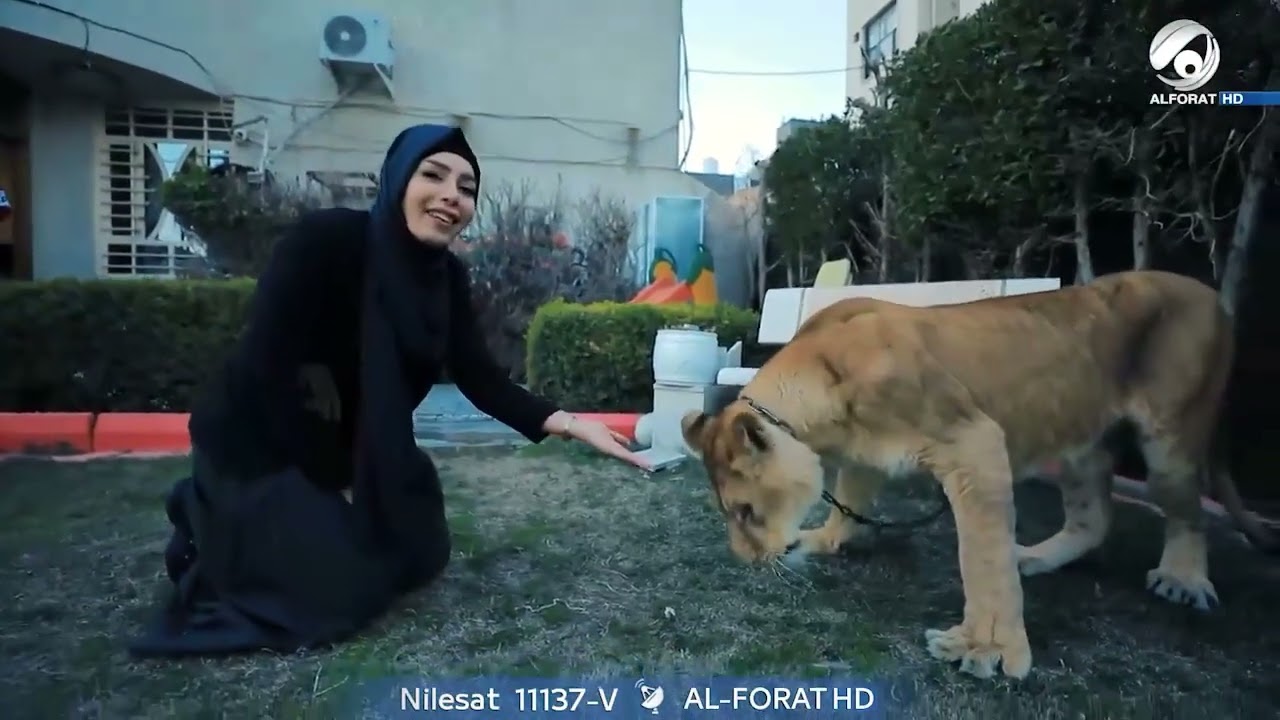 اسد #سالم دعبول يفترس ياسر عضلة
