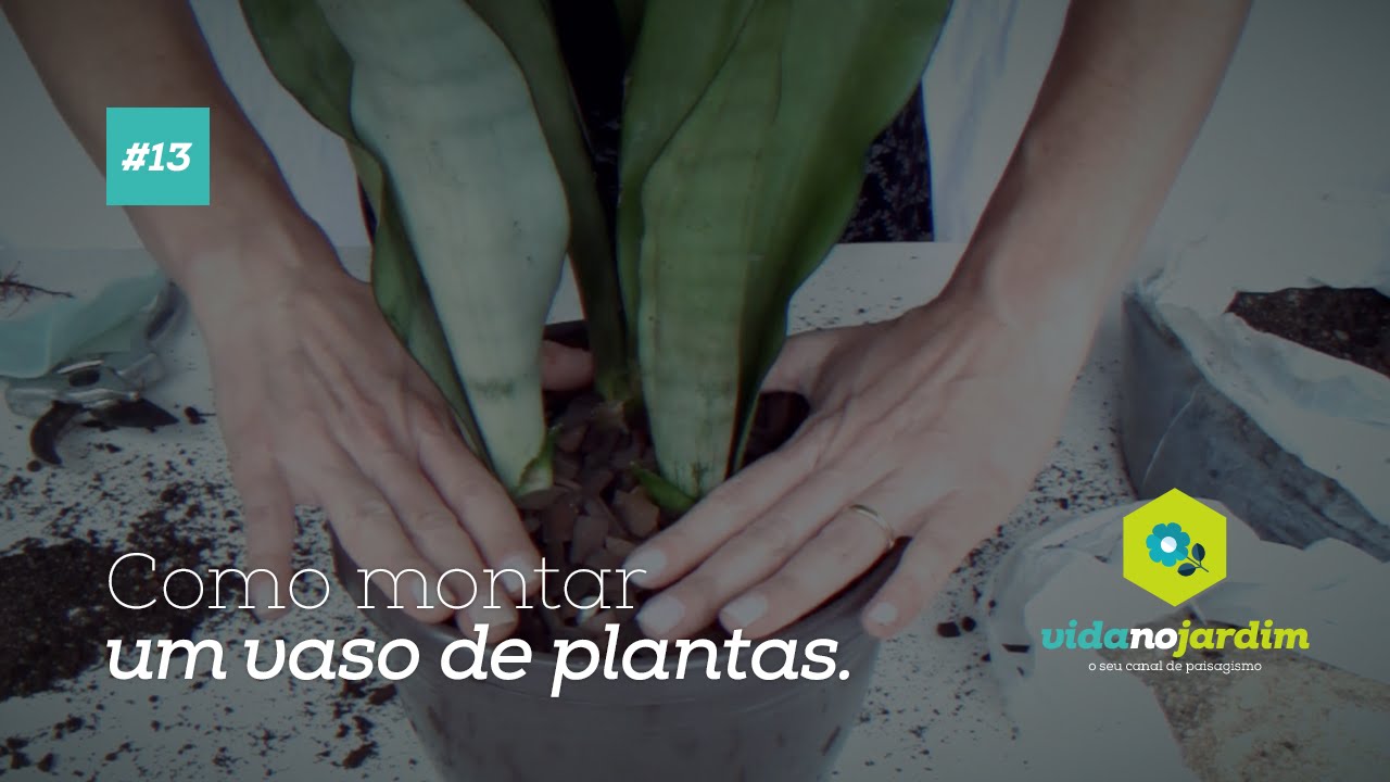 Como montar um vaso de plantas - Espada de São Jorge