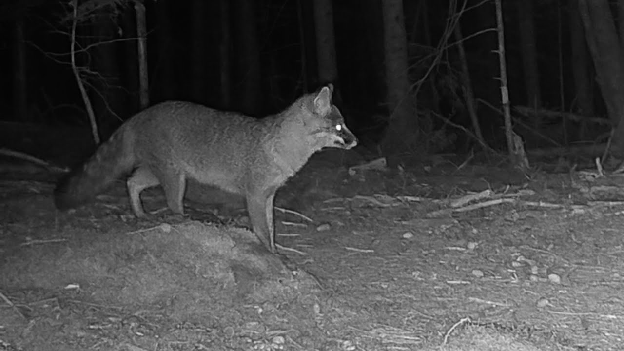 Downeast Maine Wildlife, September 2024