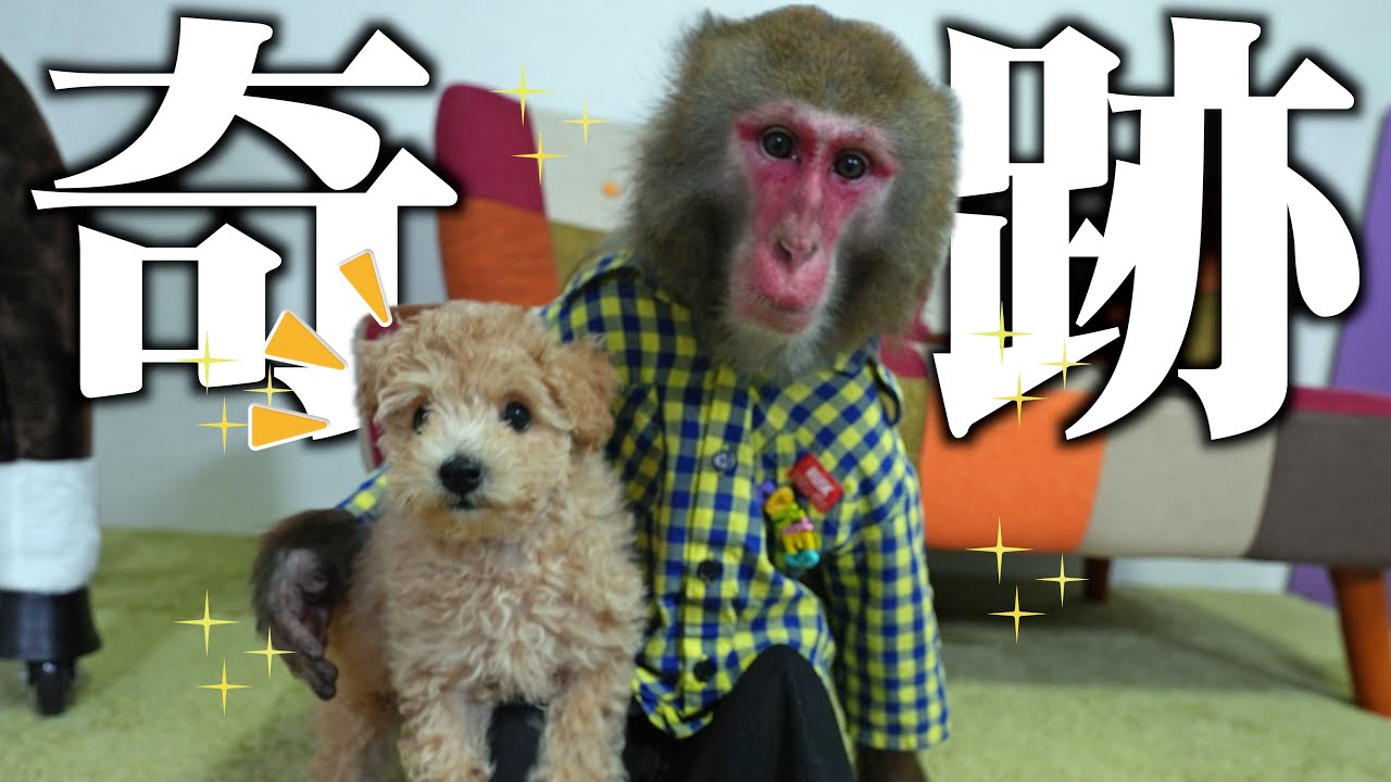 お迎えした小さな子犬を「家族だ」と伝えられたお猿さんの反応がすごすぎる…