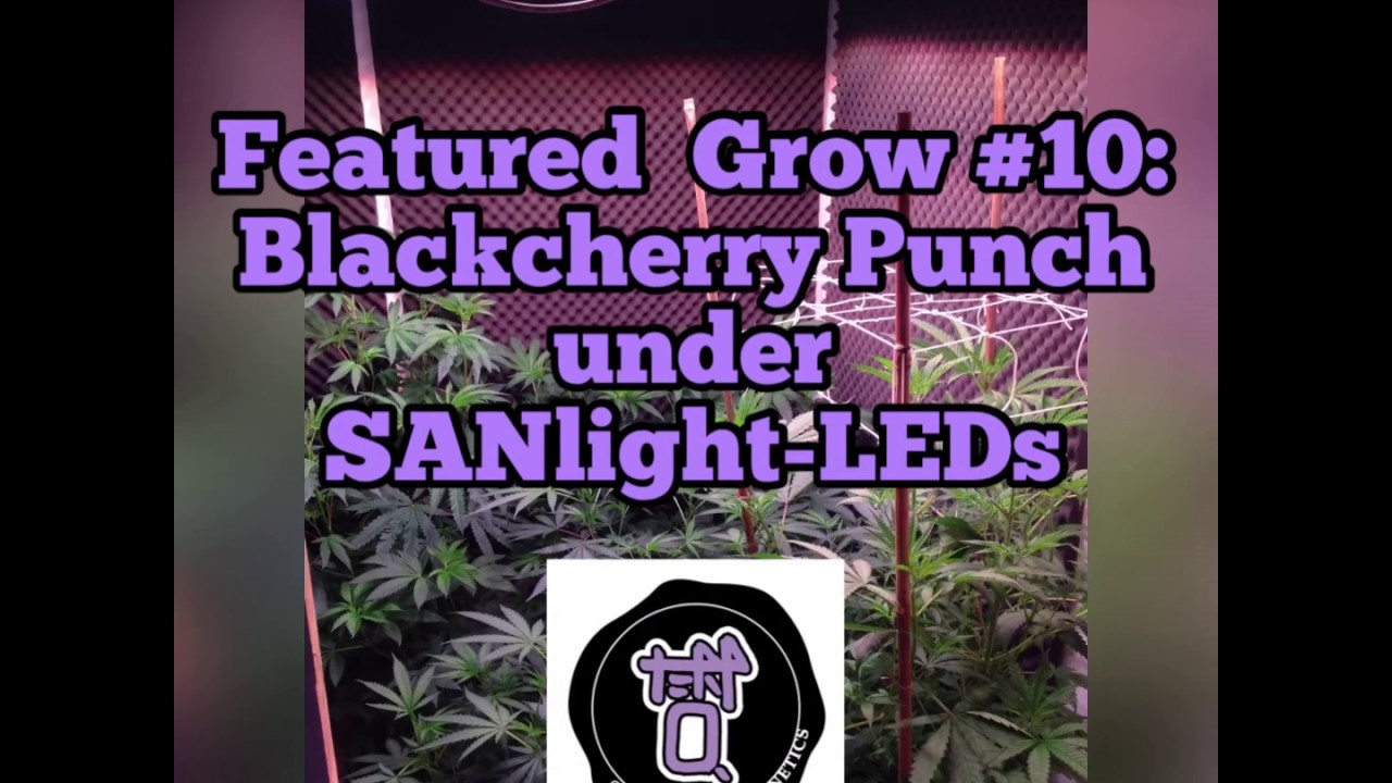 FEATURED GROW #10: Blackcherry Punch grown by @terpquake_genetics under SANlight LEDs