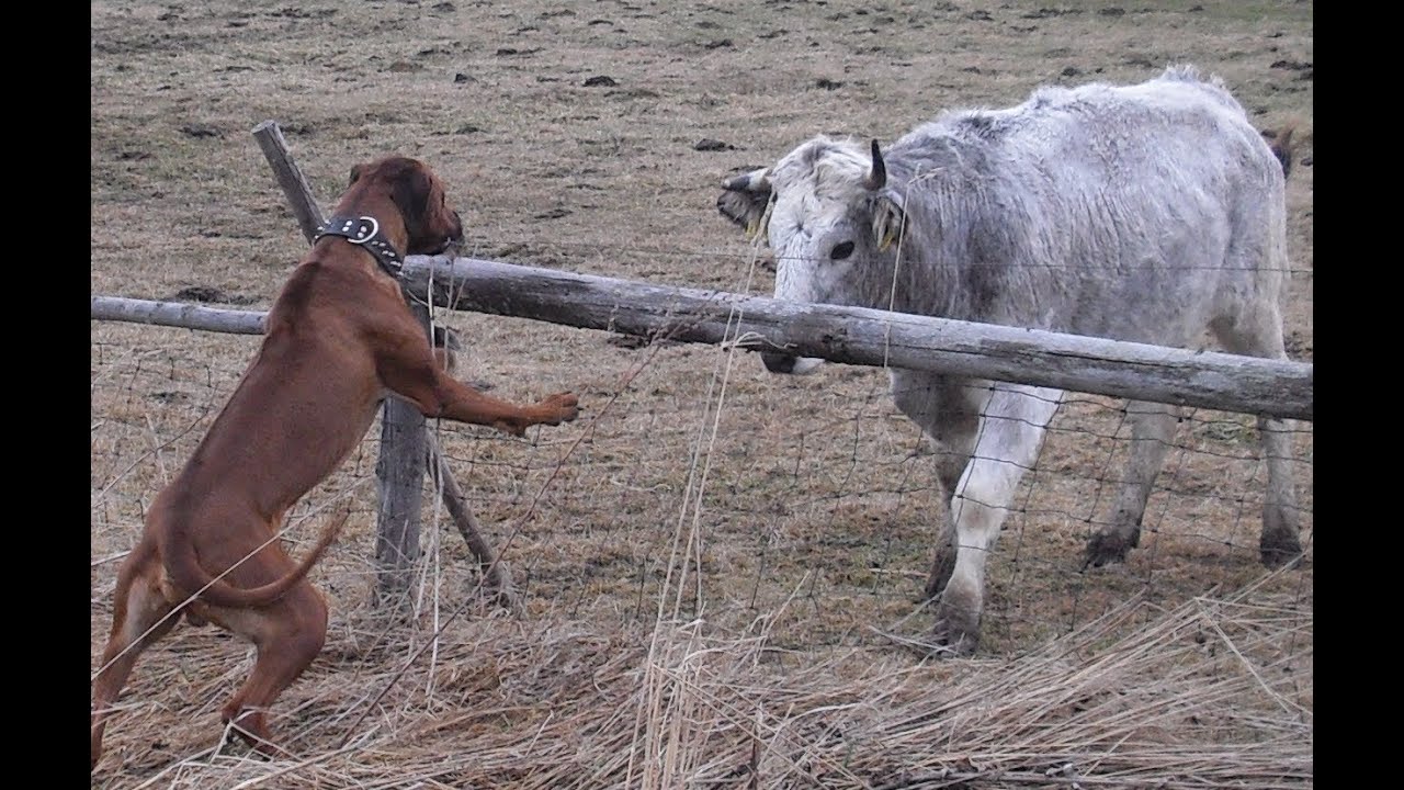 Ridgeback fight with the bull (Rhodesian ridgeback - Axel - Big dog)