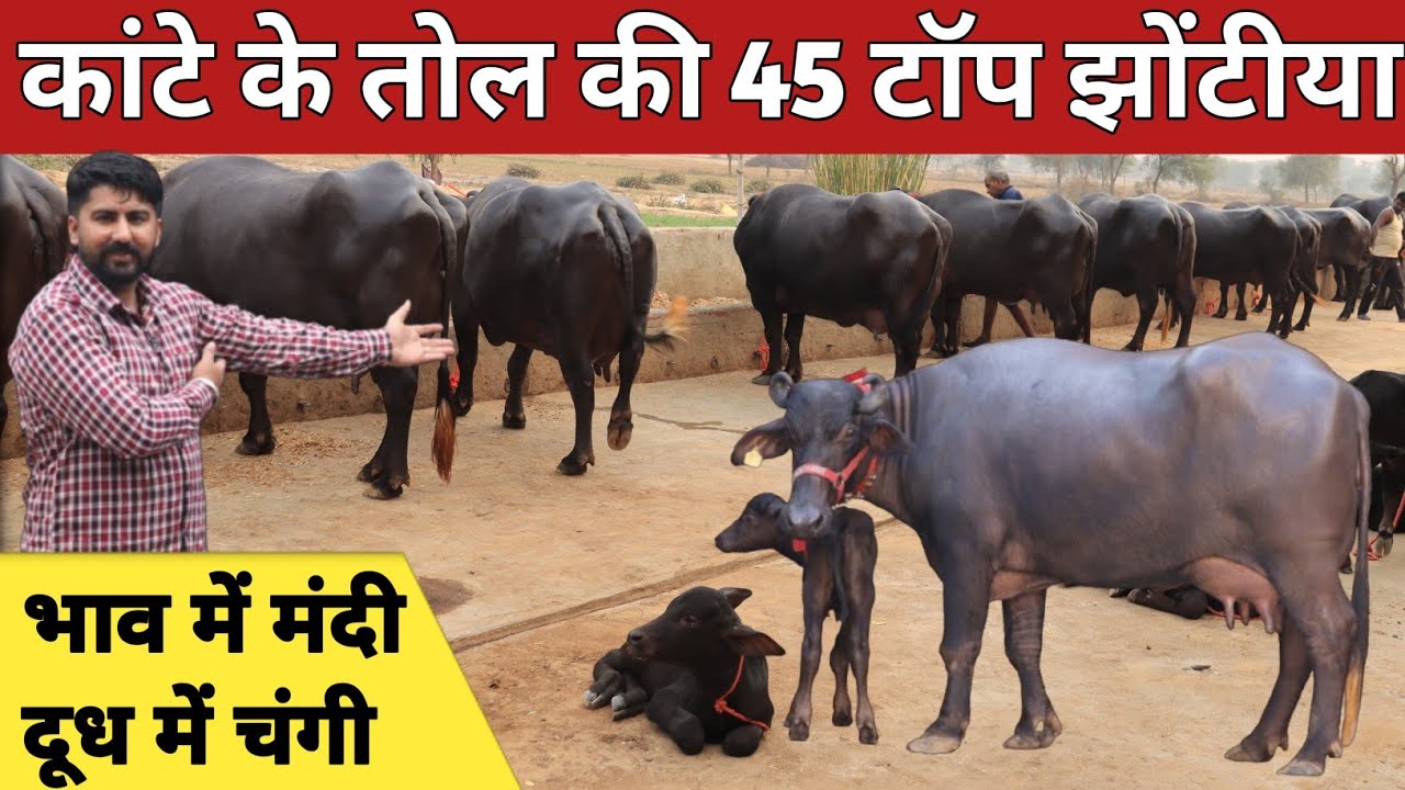 भाव में मंदी दूध में चंगी, कांटे के तोल की 45 झोटियाँ एक ही जगह || Pandit Dairy Farm (9992010973)