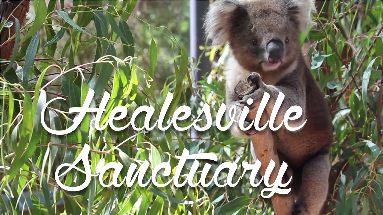 #2 Healesville Sanctuary ! Melbourne Victoria - Lovers Travelers, Australie
