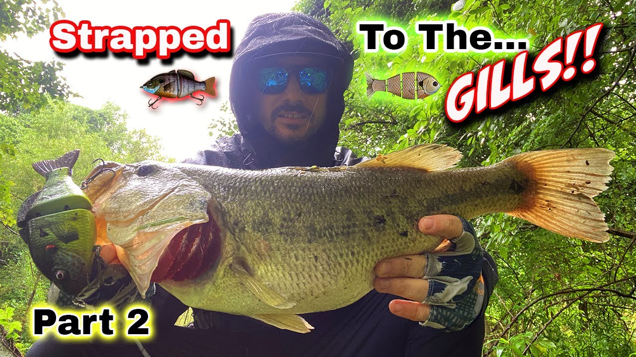 Strapped to the GILLS (Part 2) - Featuring the BUCCA BULL GILL and the YOHAN GILL GLIDE!!!
