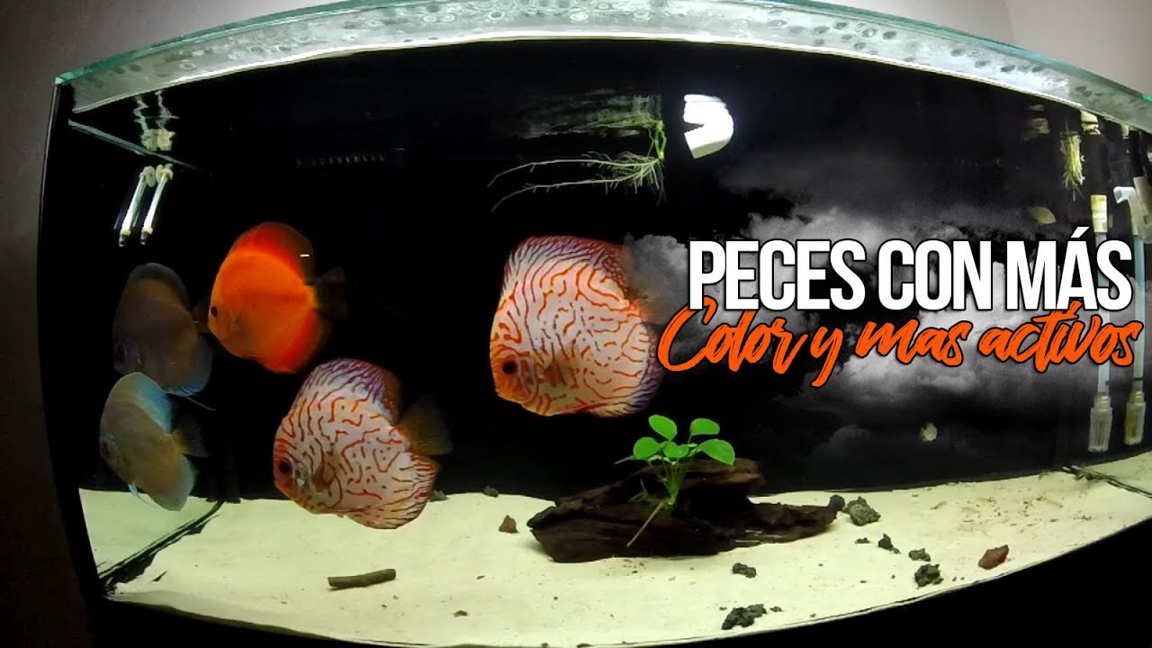 Acuario PERFECTO para el PEZ DISCO 🐠