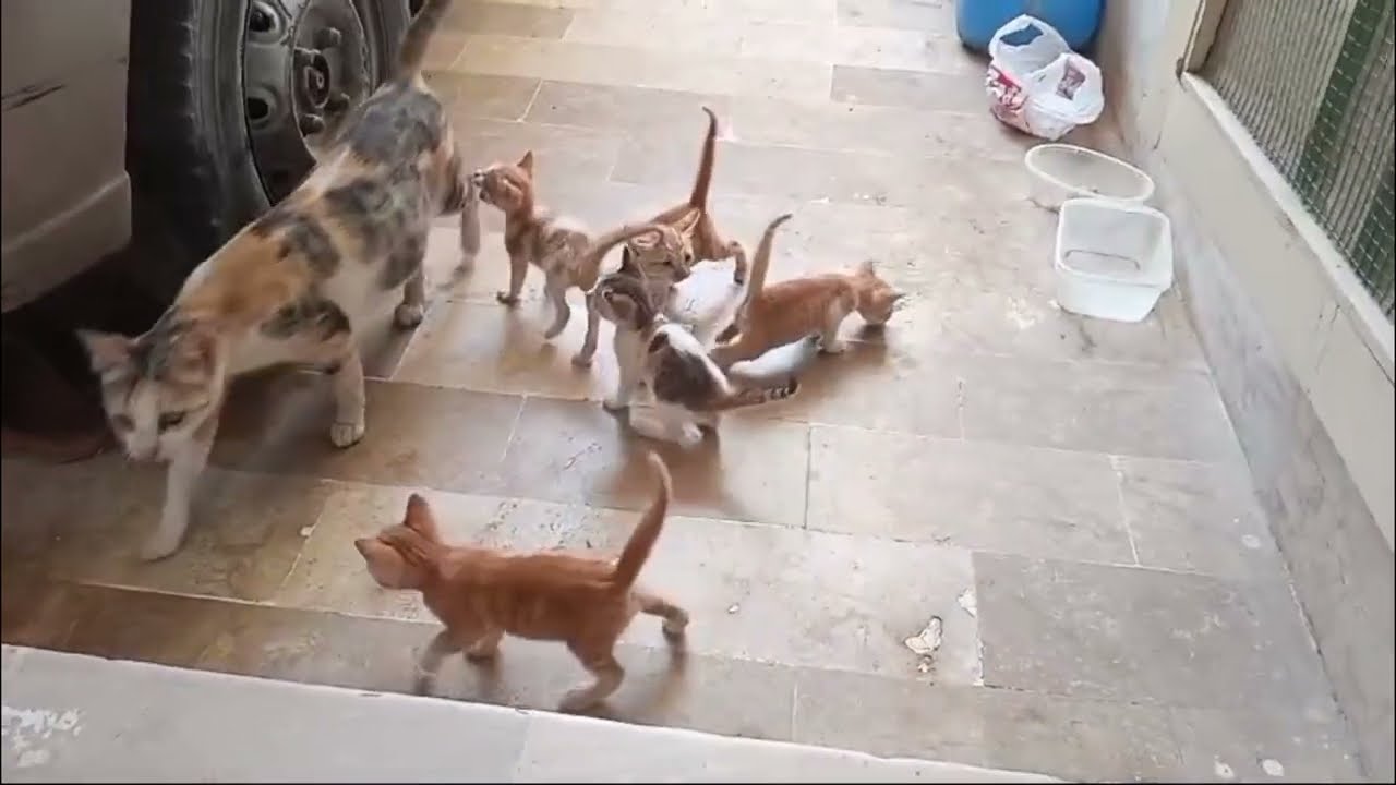 Kitten Capers: The Fluffy Five&rsquo;s First Adventure