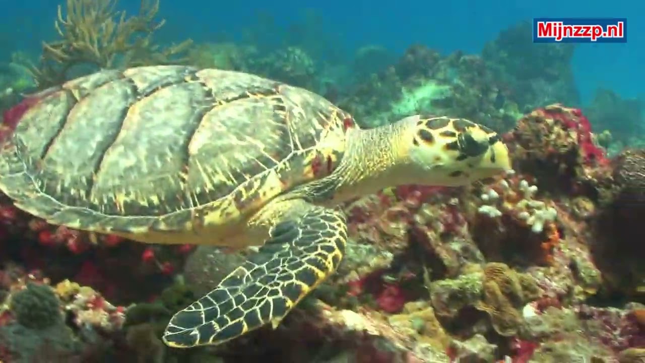 What does a oceanographer do?