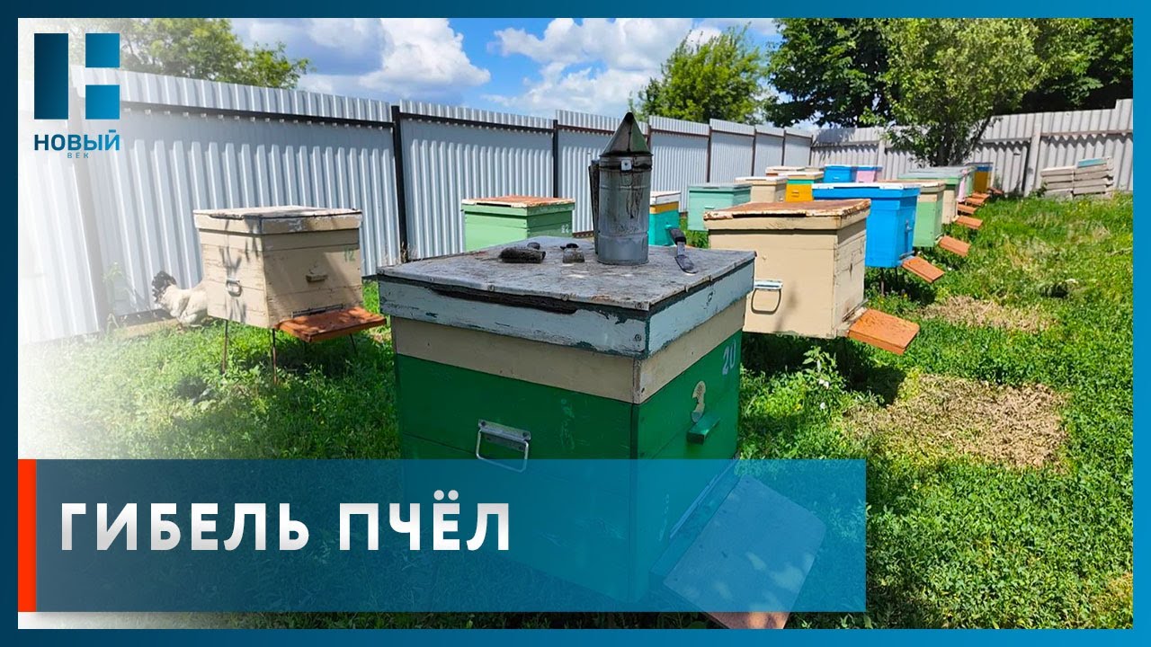 В Тамбовской области произошла массовая гибель пчёл