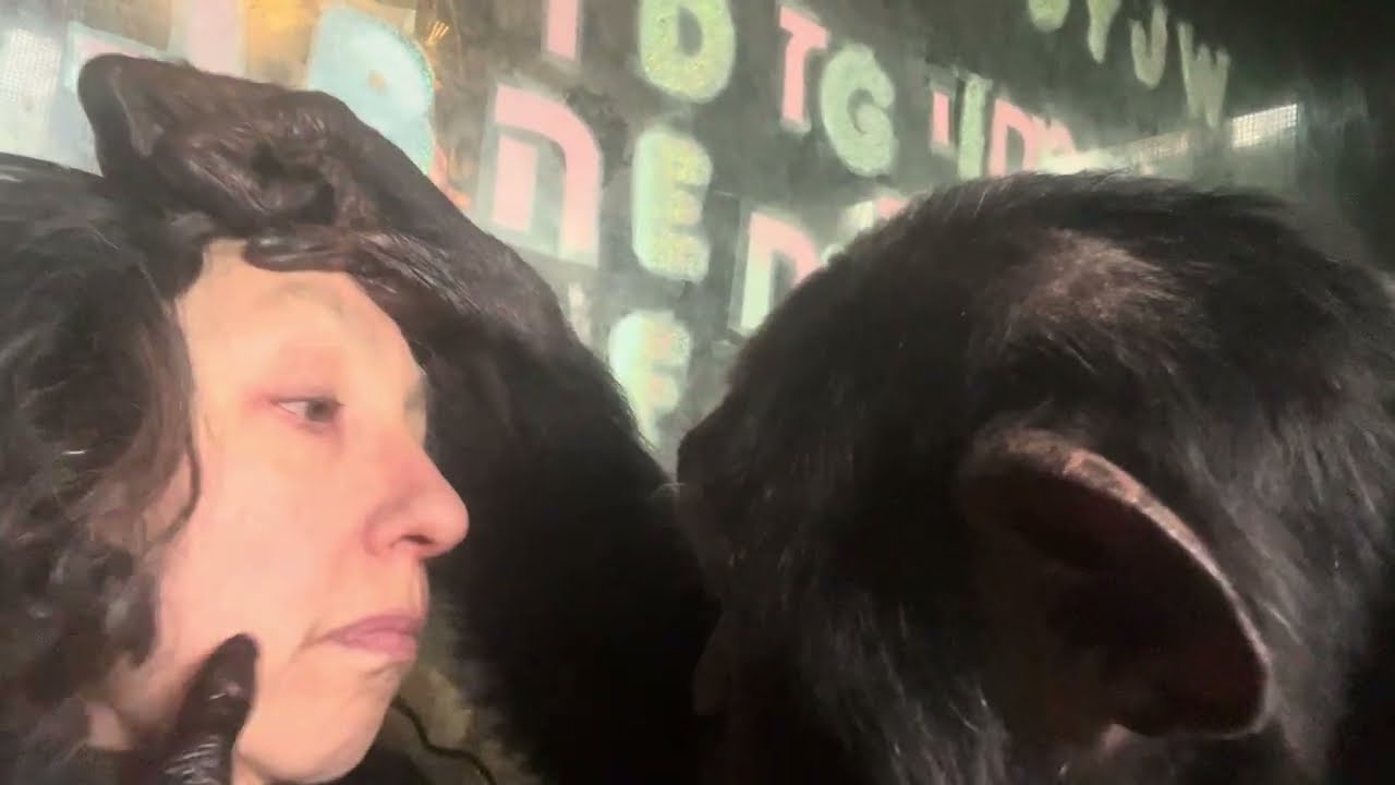 Gentle Chimpanzee Grooms Woman’s Eye